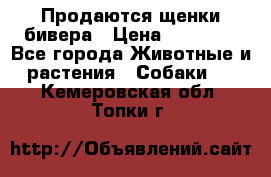 Продаются щенки бивера › Цена ­ 25 000 - Все города Животные и растения » Собаки   . Кемеровская обл.,Топки г.